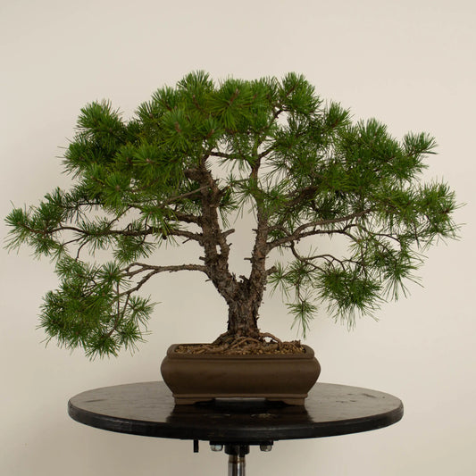 Pinus sylvestris