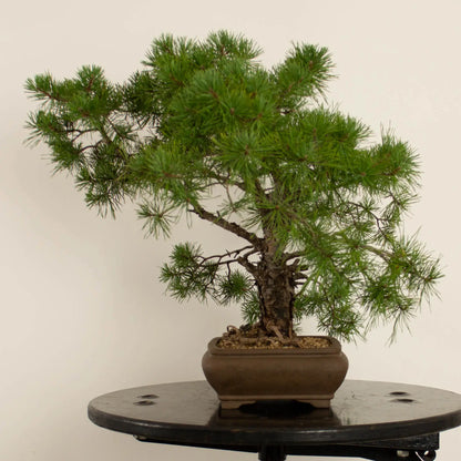 Pinus sylvestris