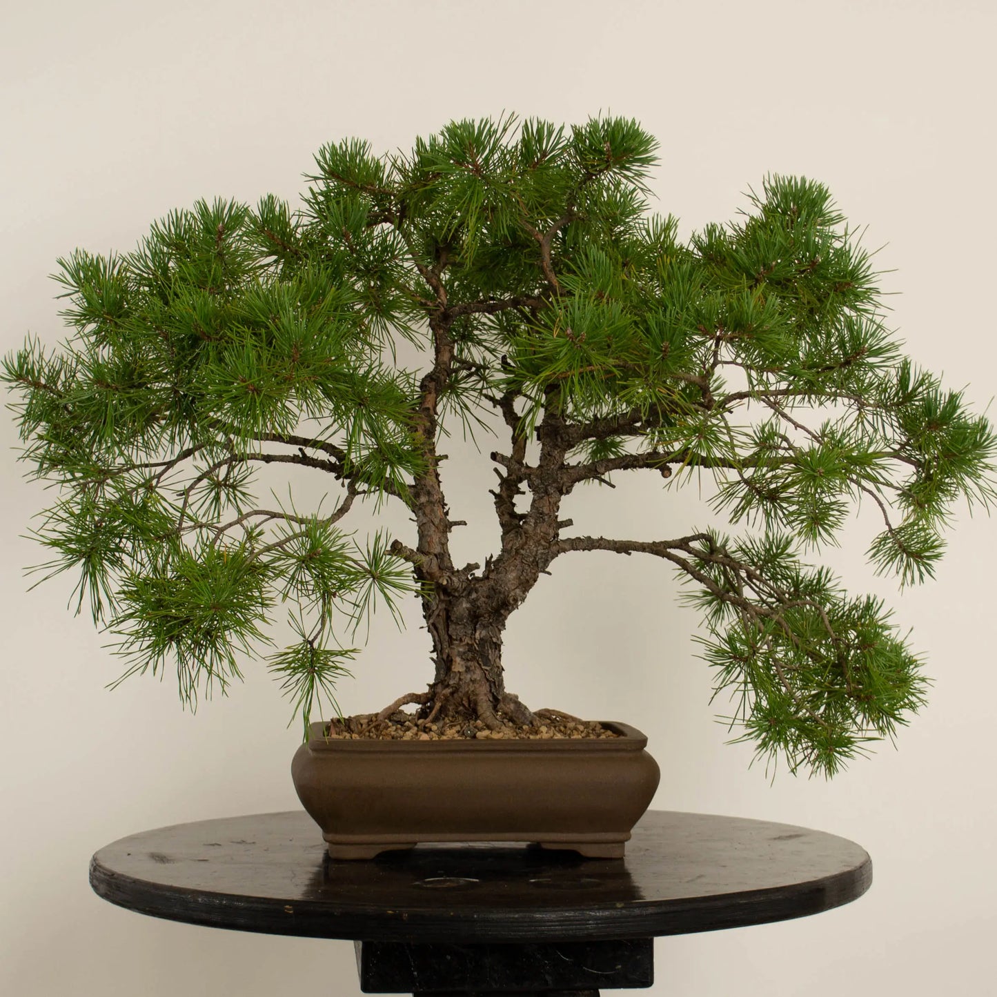 Pinus sylvestris