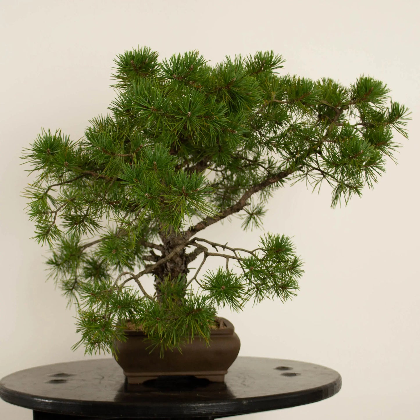 Pinus sylvestris