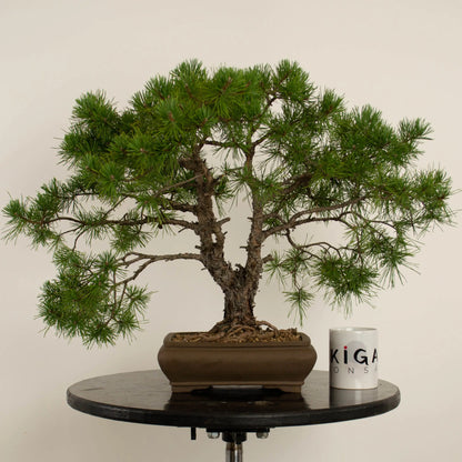 Pinus sylvestris