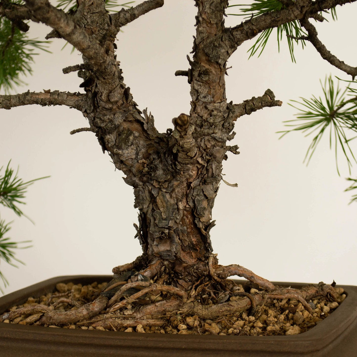 Pinus sylvestris