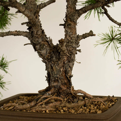 Pinus sylvestris