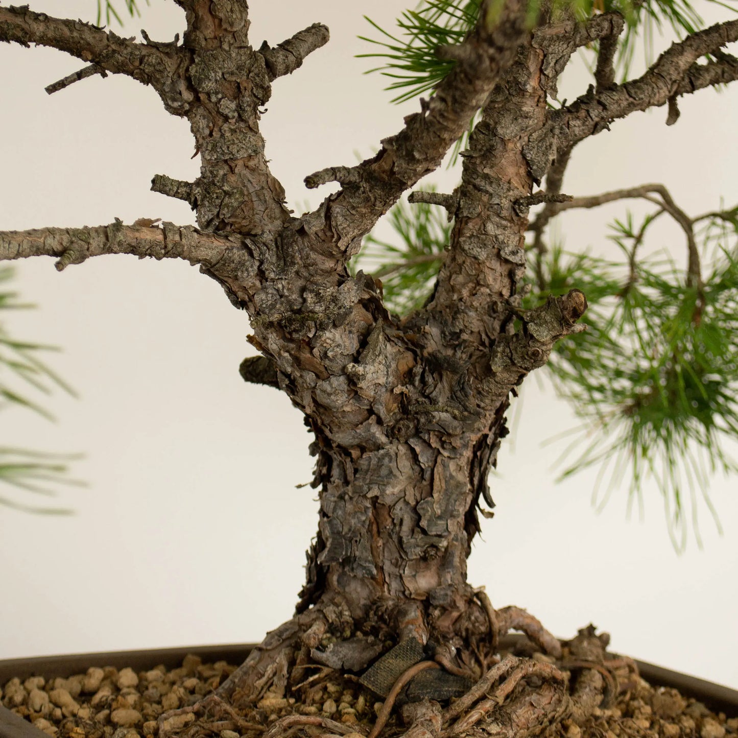 Pinus sylvestris