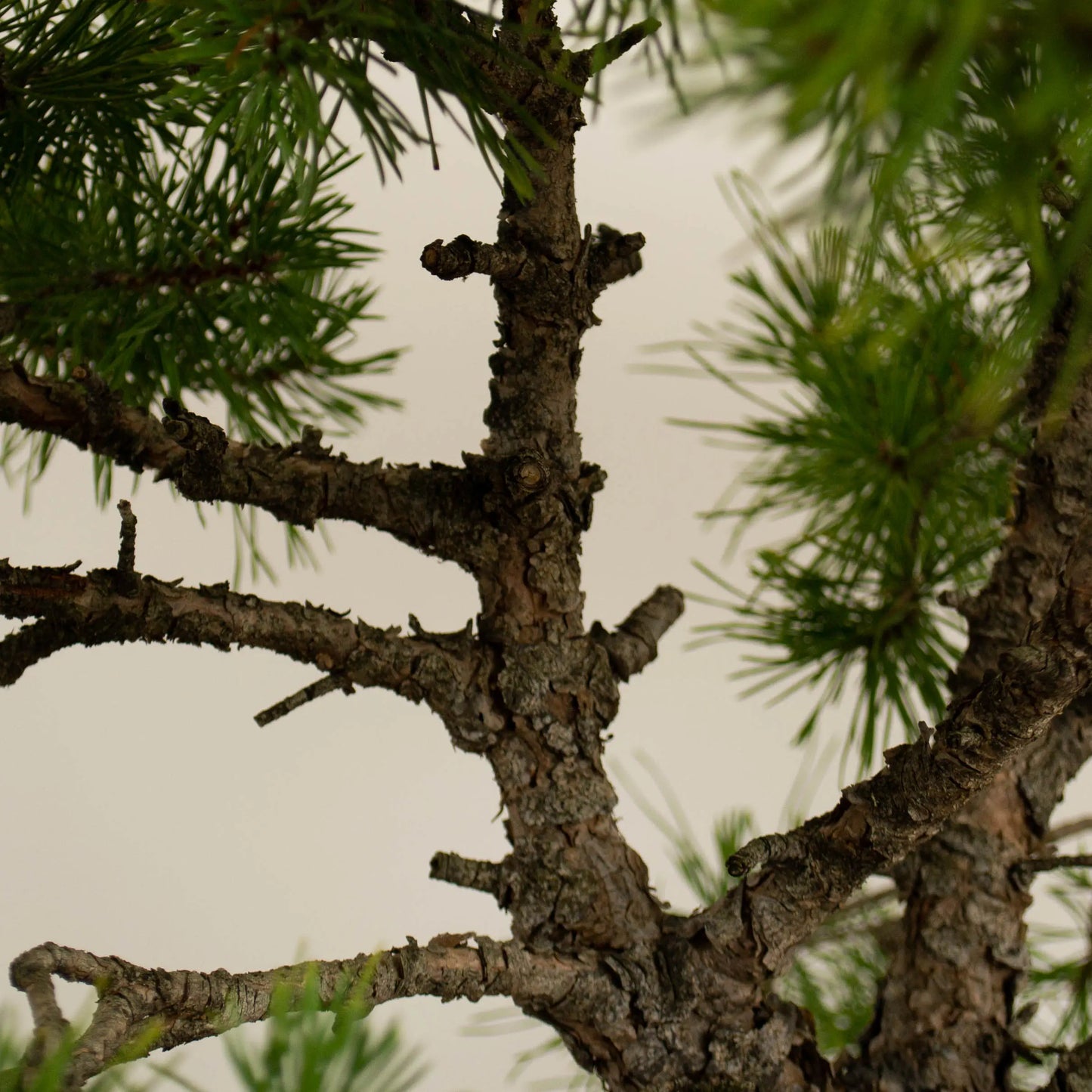 Pinus sylvestris