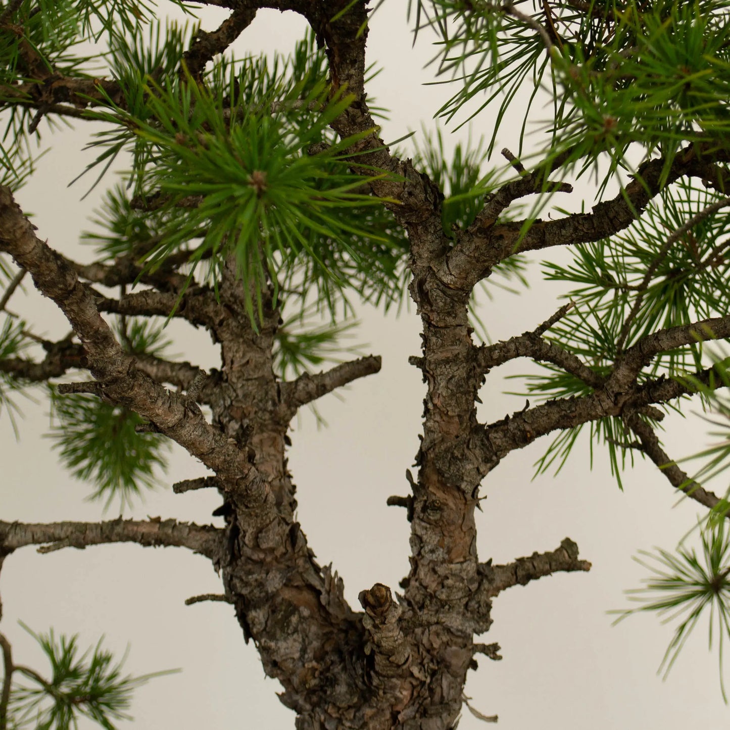 Pinus sylvestris