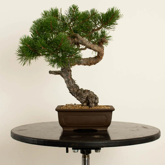 Pinus sylvestris