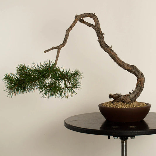 Pinus sylvestris