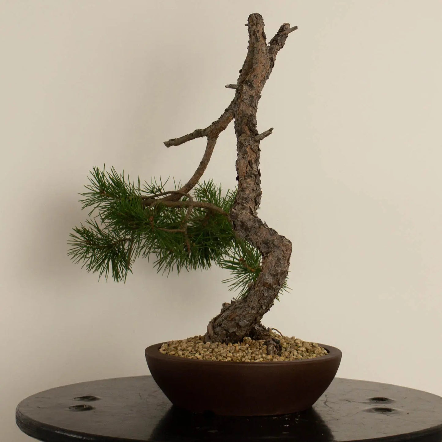 Pinus sylvestris