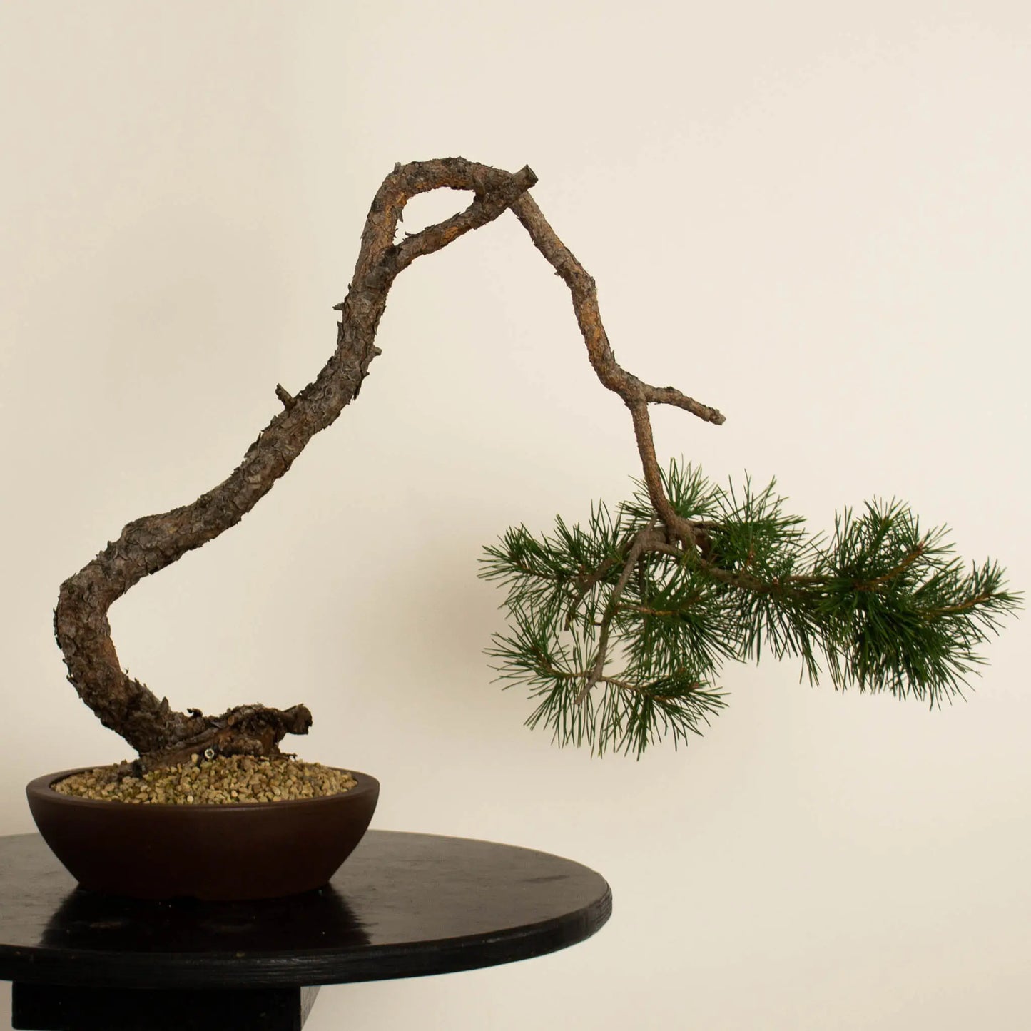 Pinus sylvestris