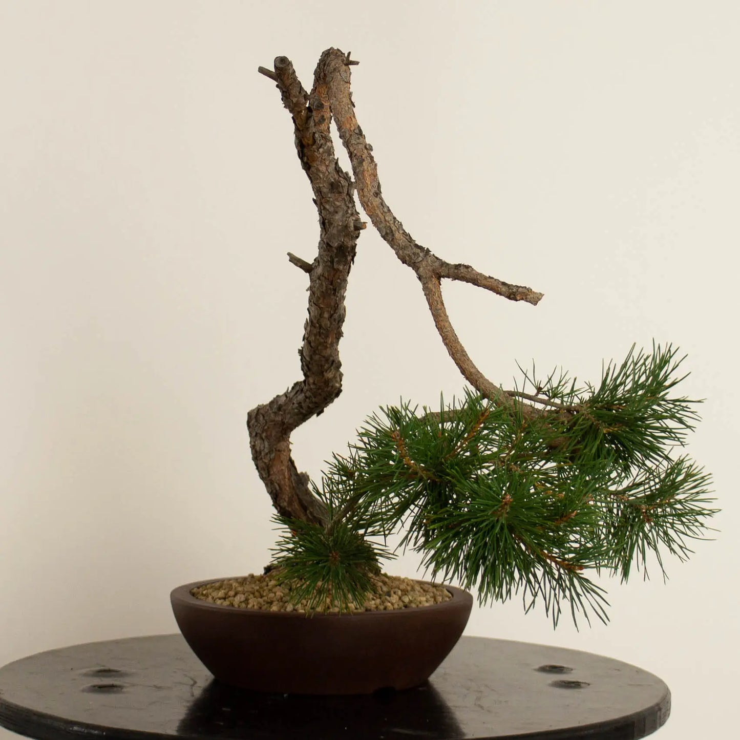 Pinus sylvestris