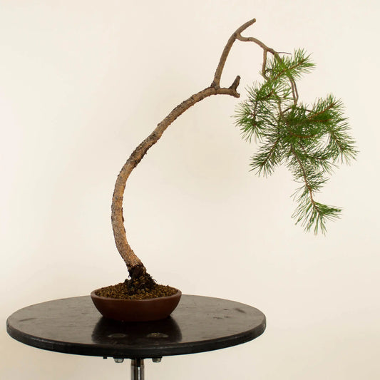 Pinus sylvestris