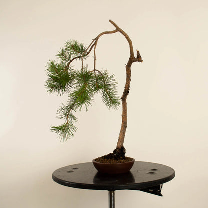 Pinus sylvestris