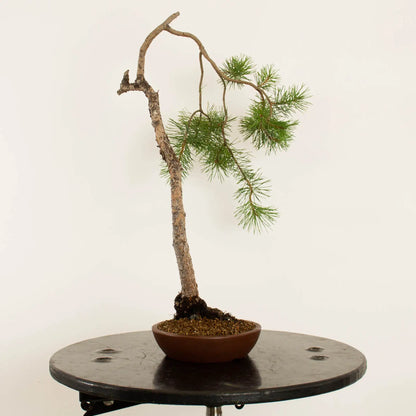 Pinus sylvestris