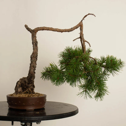 Pinus sylvestris