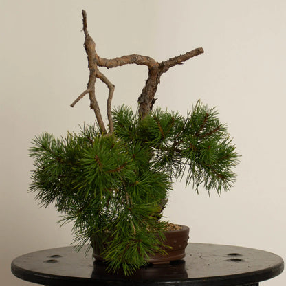 Pinus sylvestris