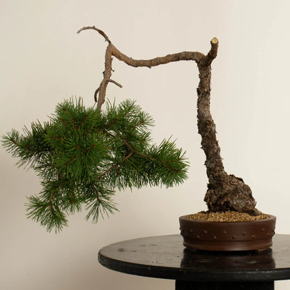 Pinus sylvestris