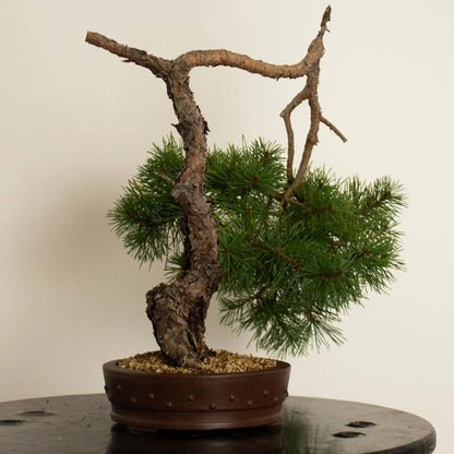 Pinus sylvestris