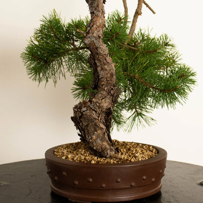 Pinus sylvestris