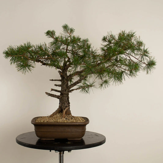 Pinus sylvestris