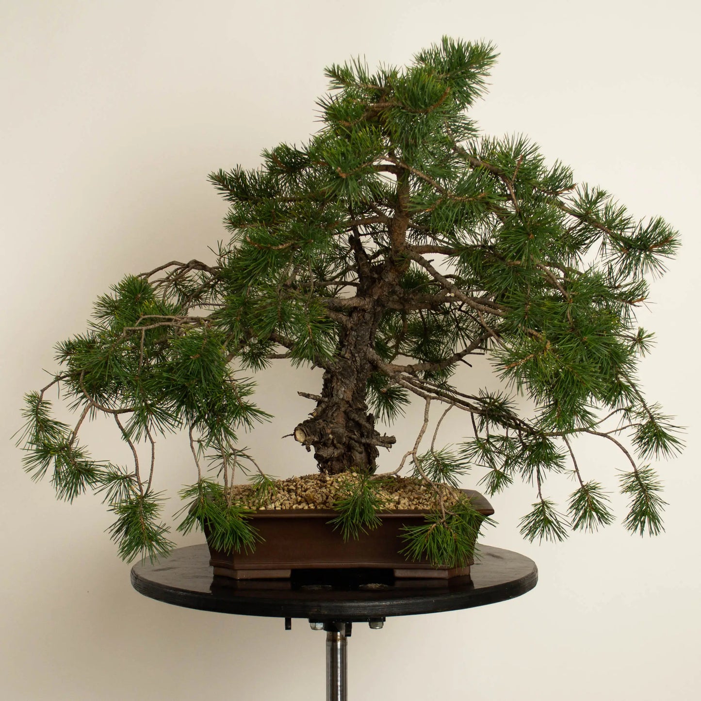 Pinus sylvestris