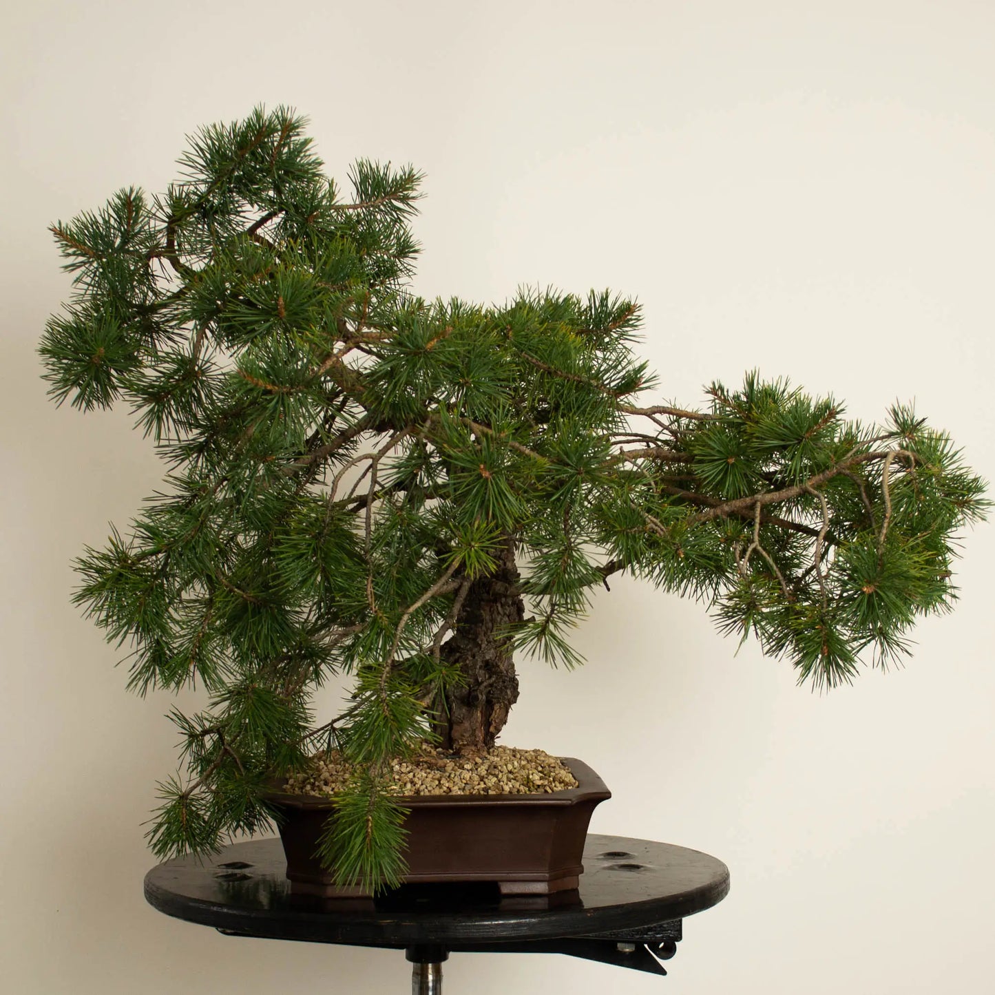 Pinus sylvestris