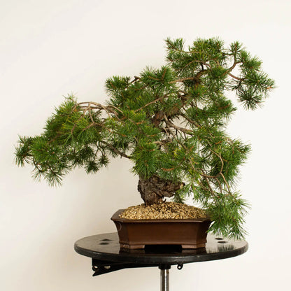 Pinus sylvestris