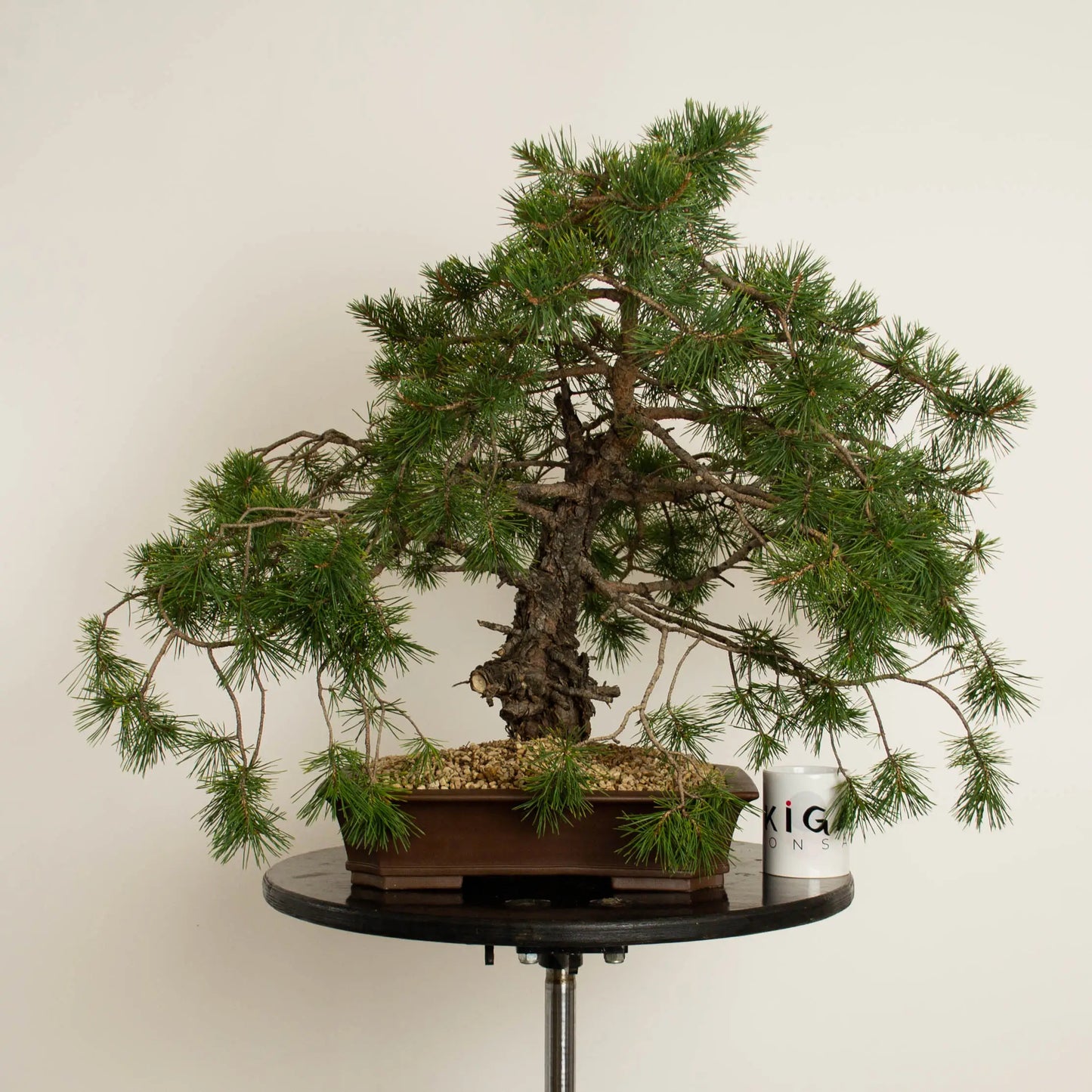 Pinus sylvestris