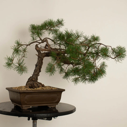 Pinus sylvestris