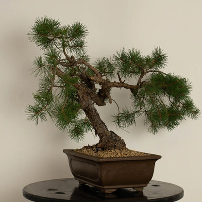 Pinus sylvestris