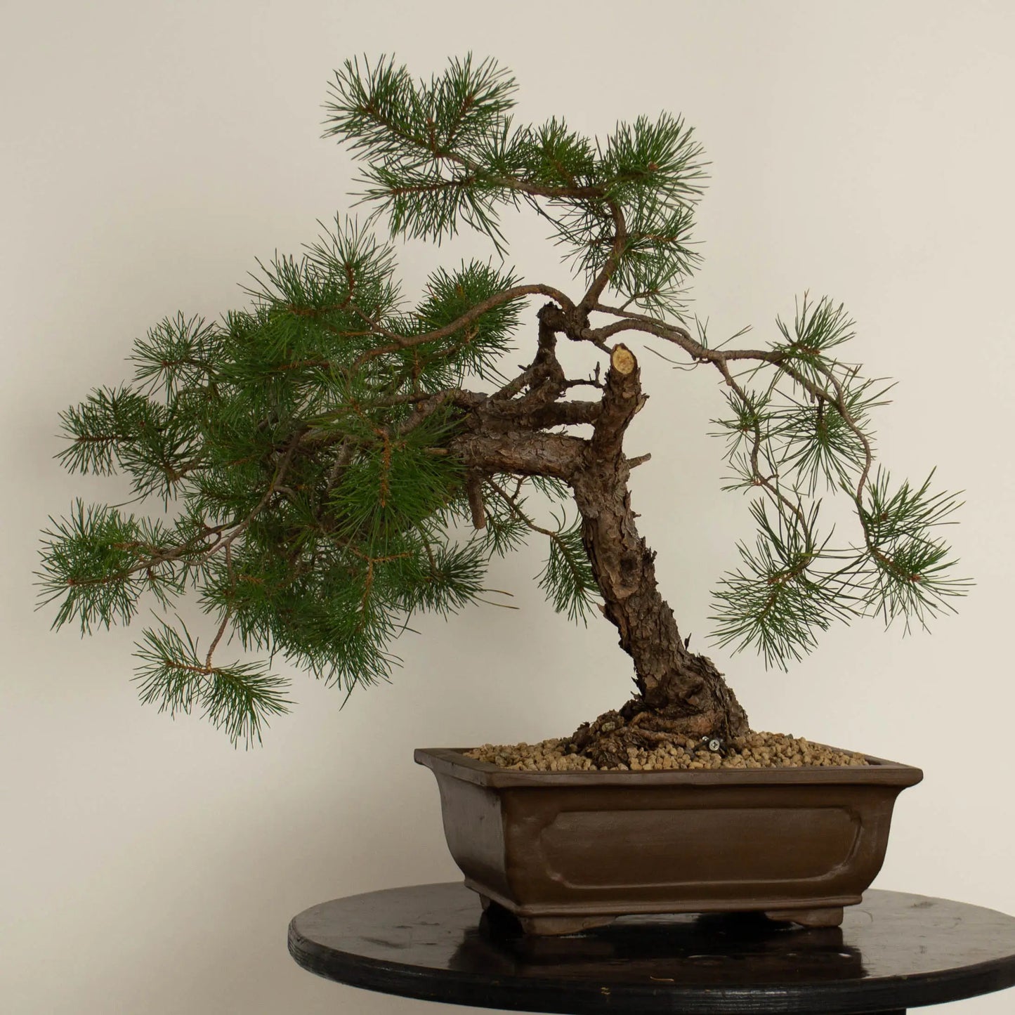 Pinus sylvestris