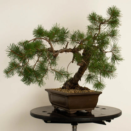 Pinus sylvestris