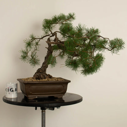 Pinus sylvestris