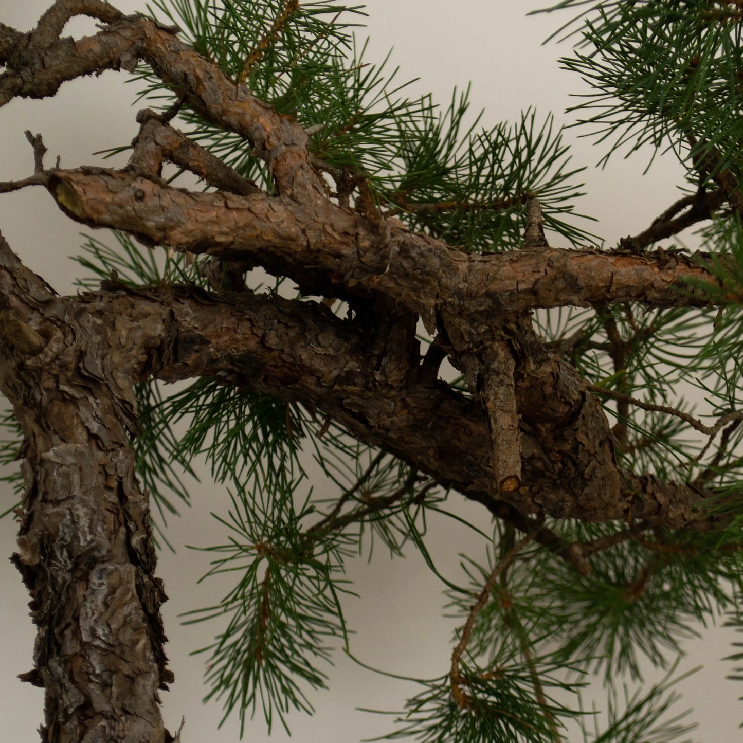 Pinus sylvestris