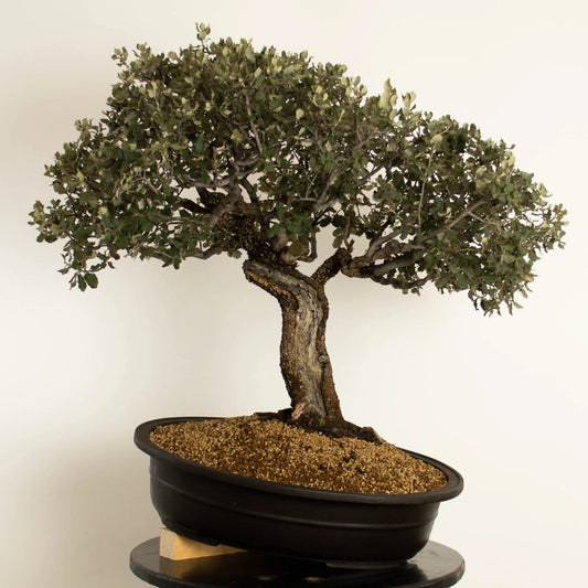 Frente de Bonsai de encina de orgien yamdori tamaño dai y estilo escoba.