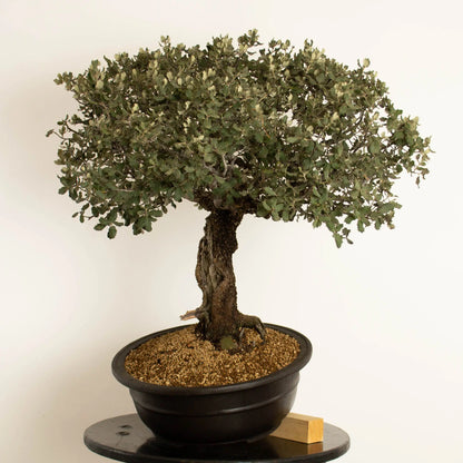 Cara derecha de Bonsai de encina de orgien yamdori tamaño dai y estilo escoba.