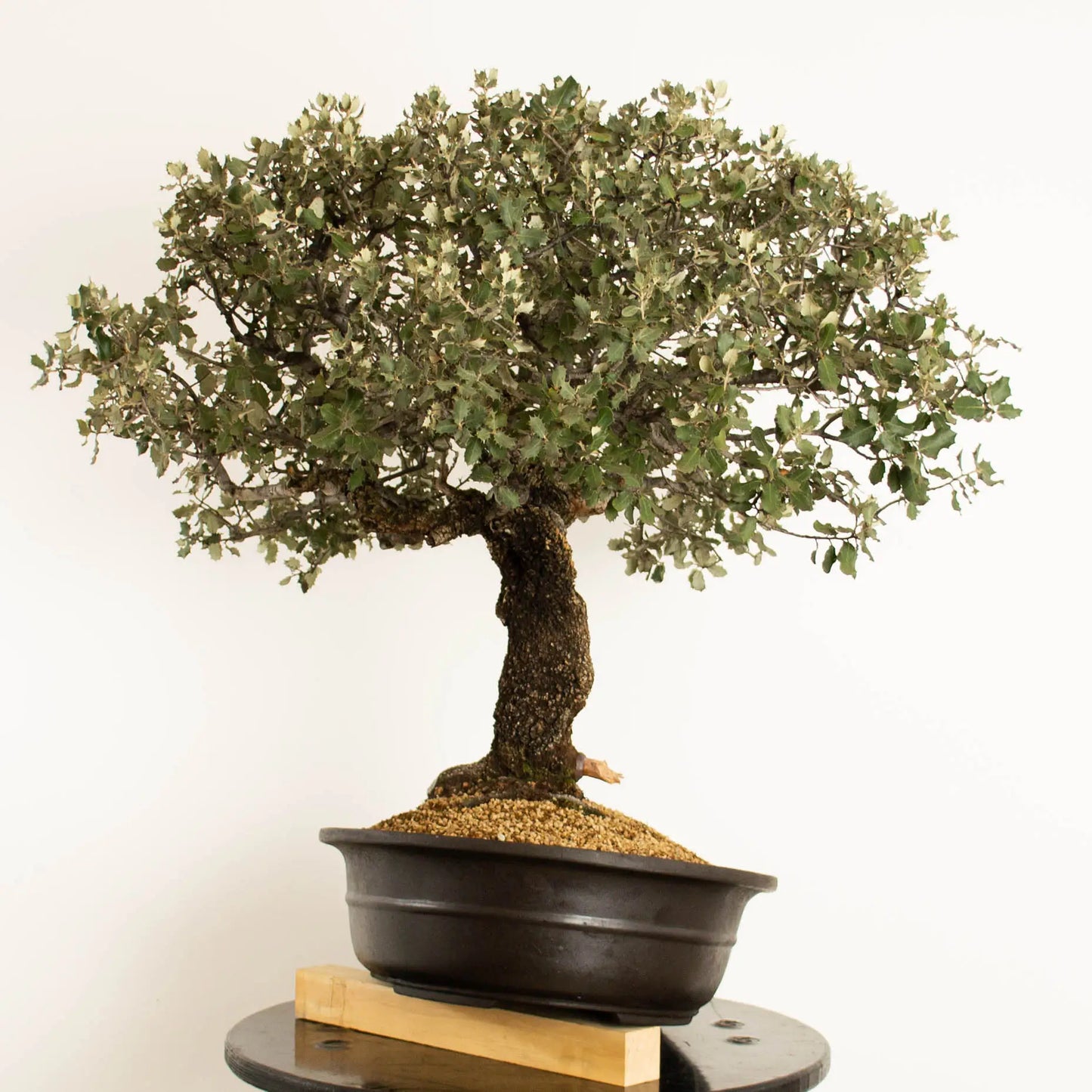 Cara izquierda de Bonsai de encina de orgien yamdori tamaño dai y estilo escoba.