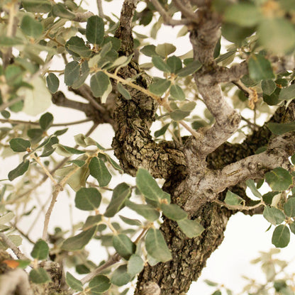 Detalle de ramas con corteza